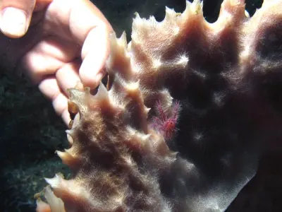 Tiny Squat Lobster