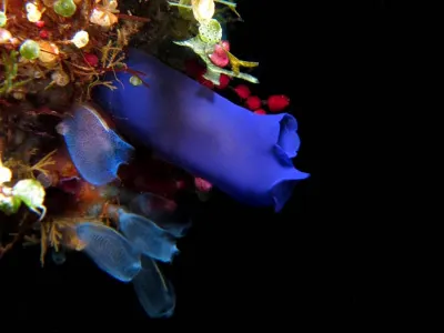 Tunicates