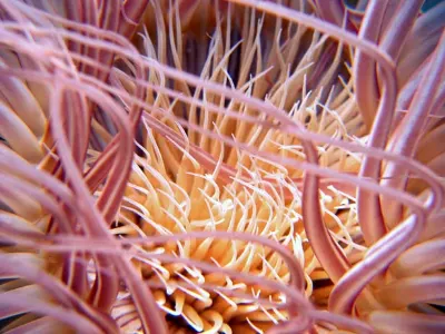 Anemone