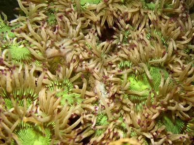 Anemone Close Up