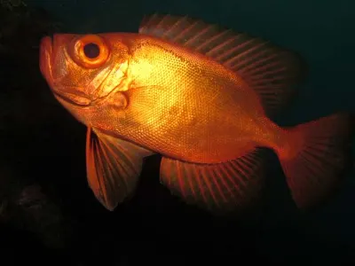 Big Eye Soldierfish