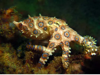 The Blue Ring Octopus is the size of a small fist.....