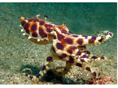We were told that this was not the season for Blue Ring Octopus viewing, but we saw three in 36 hours!