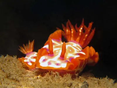 Nudibranch-Chromodoris-kuniei - Nudibranchs are marine gastropods that have a shell-less and often beautifully colored body. Usually an inch or so in length, they range from barely visible to the 5-inch Solar Power Nudibranch.