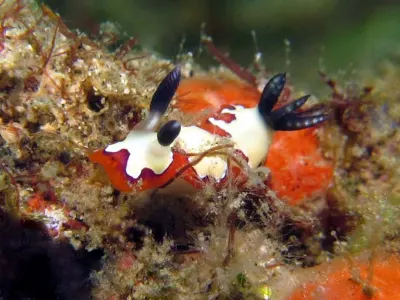 Chromodoris fidelis