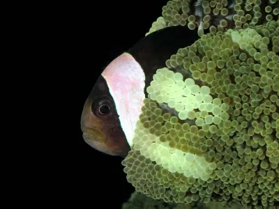 This little fellow is peeking out from his anemone home, checking for danger before emerging.