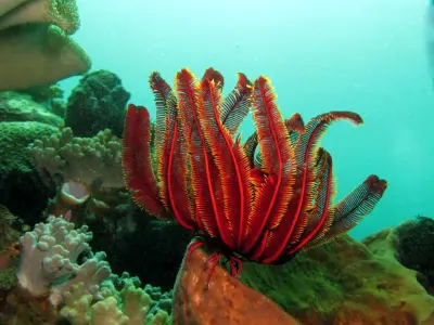 Crinoid Scene