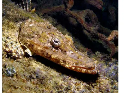 Crocodile Flathead About two feet long, this fellow clearly bears a resemblance to its namesake.