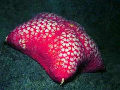 Cushion Starr