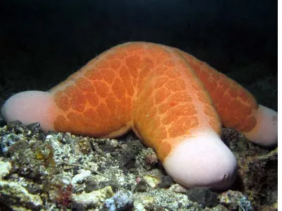 Cushion Starrfish