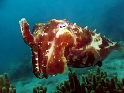 Cuttlefish - This little fellow was very curious. He swam to my camera lens several times.