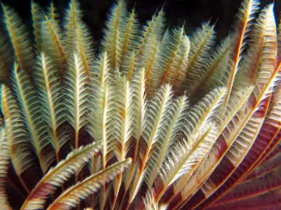 Featherduster Close Up