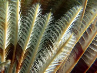 Featherduster Worm Macro