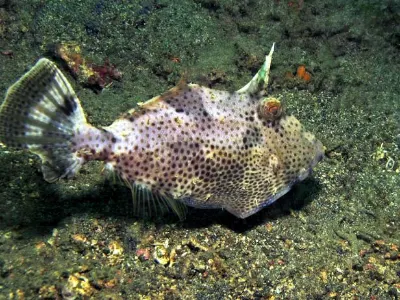 Filefish Color Change