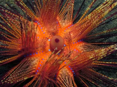 Fire Urchin