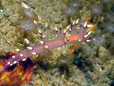 Flabellina exoptata