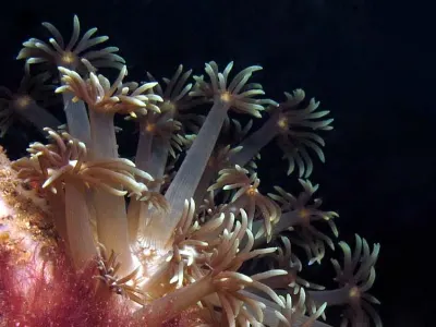 Flowers of the Sea