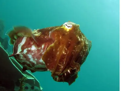 Friendly Cuttlefish
