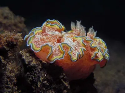 The 3,000-plus nudibranch species are well equipped to defend themselves. Not only can they be tough-skinned, bumpy, and abrasive, they also have toxic secretions and stinging cells. A few make their own poisons, but most pilfer from the foods they eat. (National Geographic Website) The nudibranchs brilliant colors warn other creatures that it is toxic.