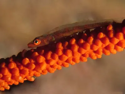 Goby on Whip Coral