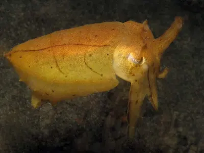 Golden Cuttlefish