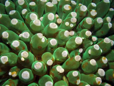 Green Anemone