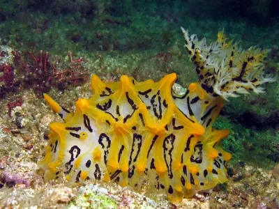 Halgerda okinawa