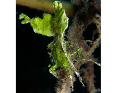 When sitting on a Halimeda Plant, this crab is nearly undetectable.
