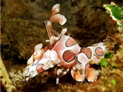 Harlequin Shrimp