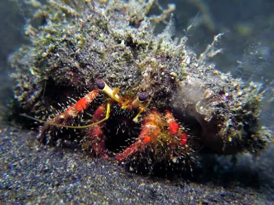 Hermit Crab 2