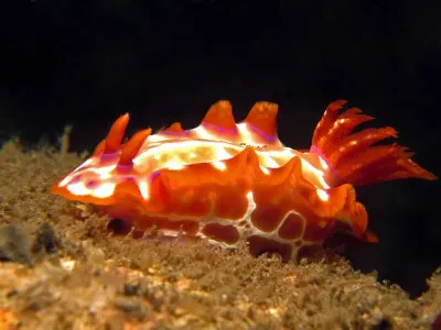 Hypselodoris