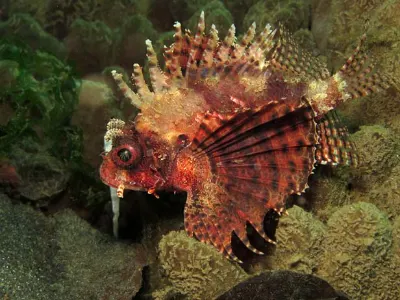 Intermediate Lionfish