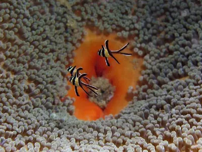 Juvenile Banggai Cardinalfish