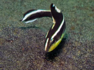 Juvenile Snapper