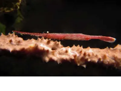 Long Nose Shrimp