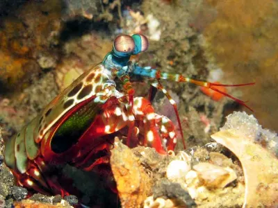 Mantis Shrimp 3