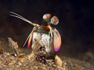 The raptorial claws of the Mantis Shrimp can shoot forward at the speed of a .22 caliber bullet leaving the chamber of a gun.