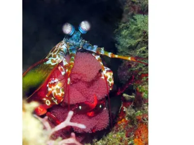 Mantis Shrimp With Eggs - Now THIS is a hail Mary shot! We knew this little guy was under a log, but he was hiding. While my dive buddies encouraged him to appear on the other side of the log, he ran my way to hide. Silly boy!