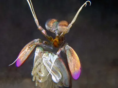 Mantis Shrimp
