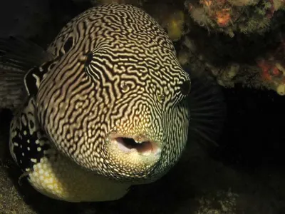 Map Puffer Face
