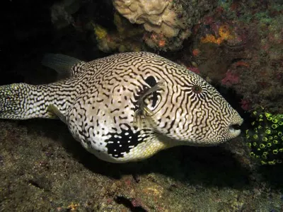 Map Puffer With Eggs
