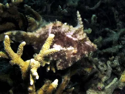 Mottled Filefish