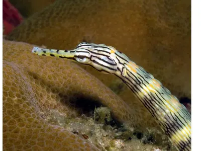 Pipefish look like straight-bodied seahorses with tiny mouths. Many are weak swimmers, moving slowly by means of rapid movements of the dorsal fin
