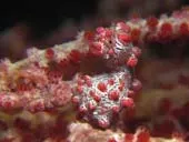 Lembeh critters