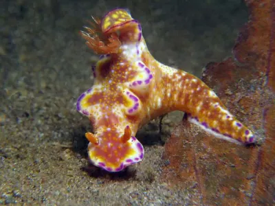 Nudibranch 2