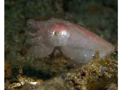 One Inch Pygmy Cuttlefish - How do these dive guides find these creatures. This Pygmy Cuttlefish is just 1" in length. Divemaster, Johnnie, my hero!