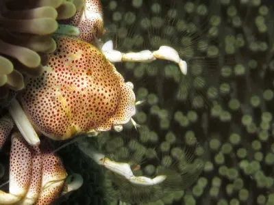 Procelain Crab
