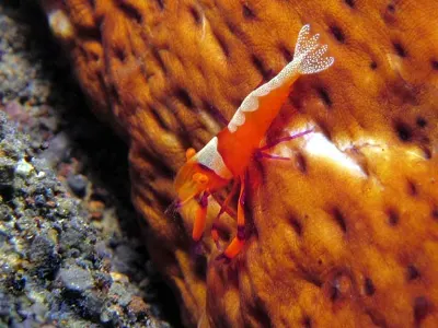 Sea Cucumber Shrimp