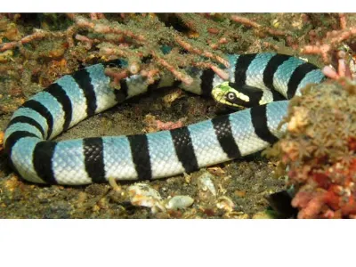 Sea Snake