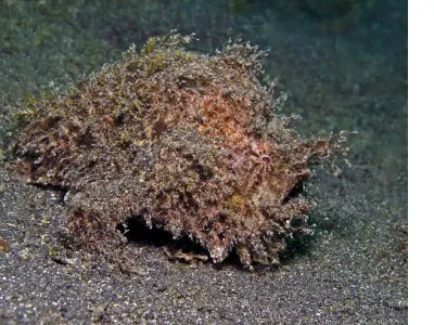 Shaggy FFrogfish